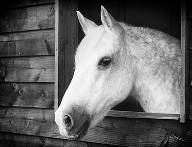 grayscale photo of horse near window
