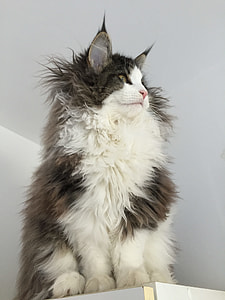 Royalty Free Photo Long Fur Gray And White Cat On Red Apparel