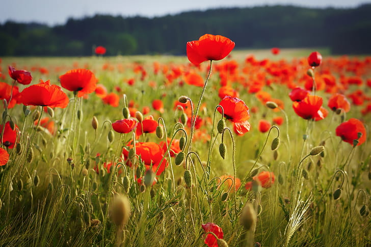 red poppies field closeup photo