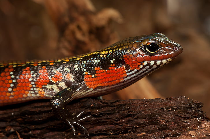 Red and Black Salamander