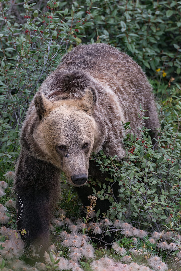 brown grizzly bear during daytime