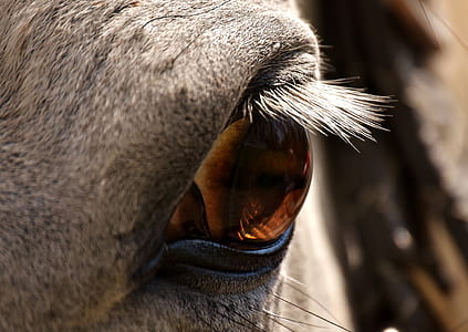 macro shot of horse eye