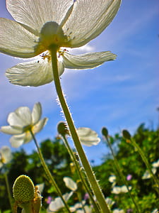 worm's eye view of white petaled flower