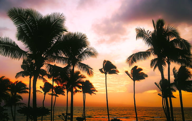silhouette of coconut palm trees near body of water during golden hour