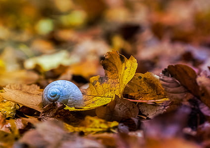 shallow focus photo of brown snail on maple leaf