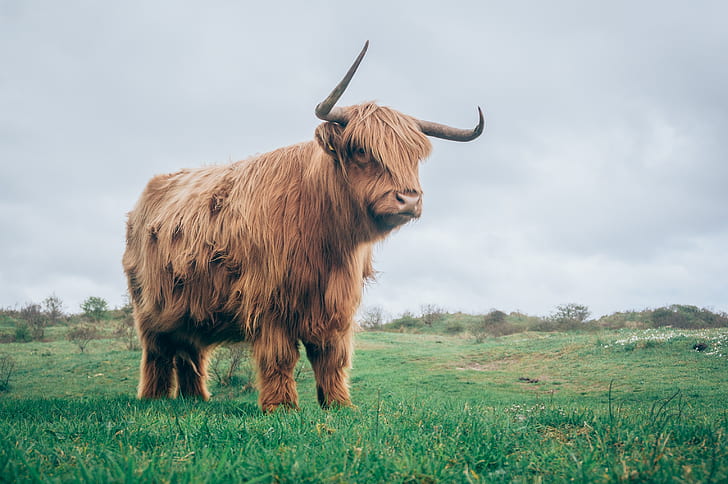 brown ox in green grass fiend