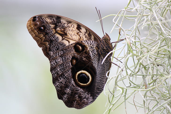 brown and black peacock butterfly in closeup photography