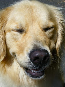 close up photography of adult Golden retriever