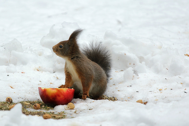 squirrel on snow ground in front of sliced apple during daytime