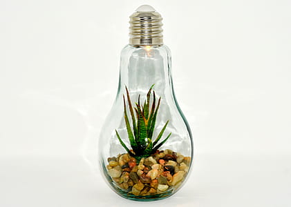 clear glass bulb terrarium glass