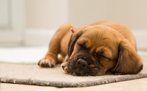 brown puppy laying on floor