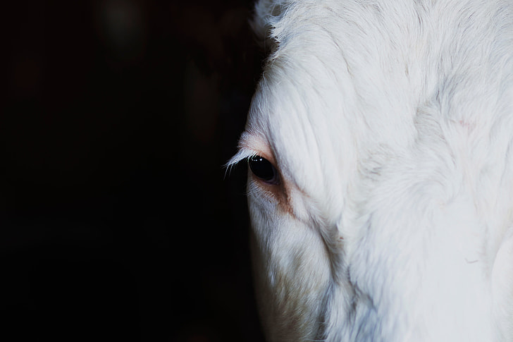 close up photo of a white horse right eye