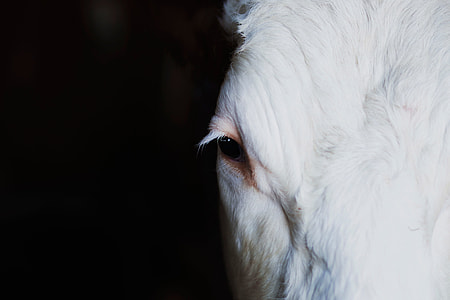 close up photo of a white horse right eye