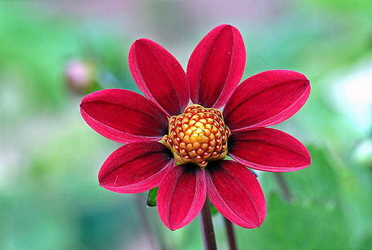 close-up photography of red petaled flower