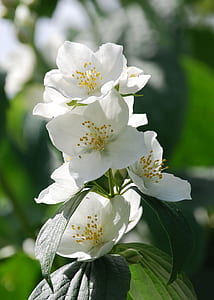 selective focus photograph of white flowers