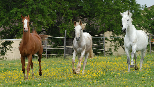 three white and brown horses near gray fence during daytime