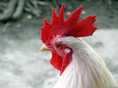 shallow focus photography of white and red rooster