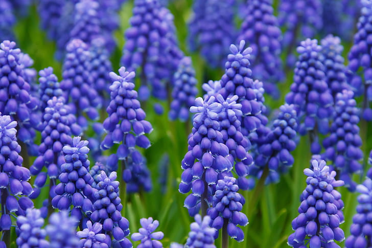 close up photograph of purple flower field