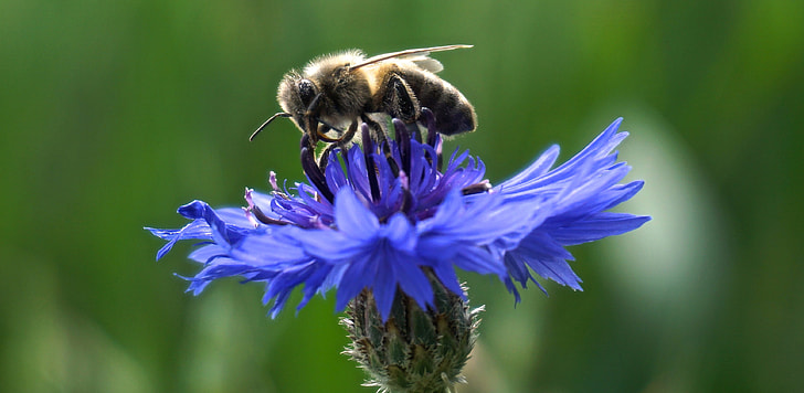 honey bee perching on blue flower during daytime