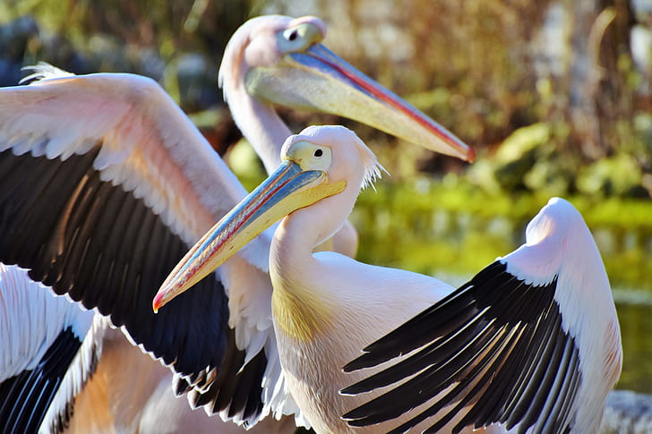 two pelicans near green leaf trees