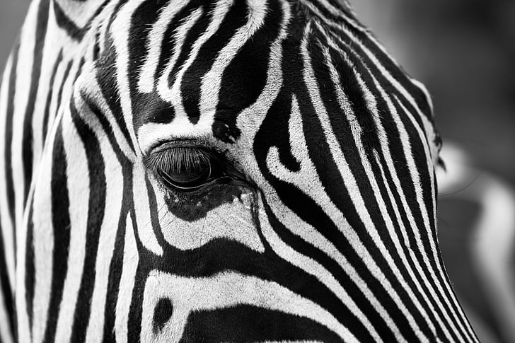 closeup photo of zebra