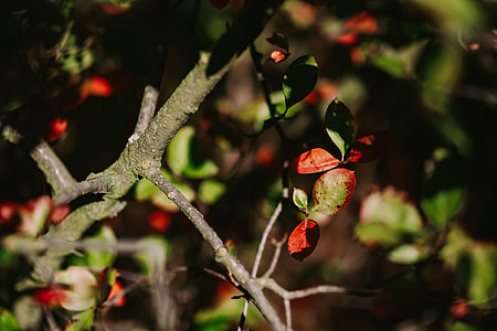 Close-ups of flowers, leaves and fruit on branches