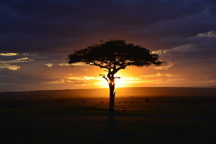 silhouette photo of tree during sunrise