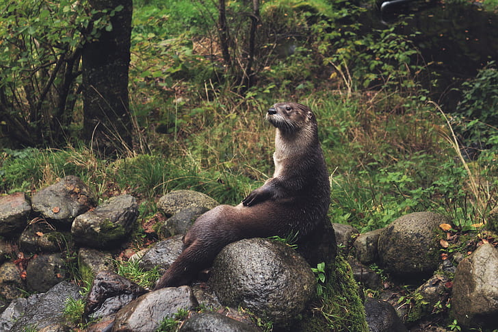 brown otter sitting on brown rock formation