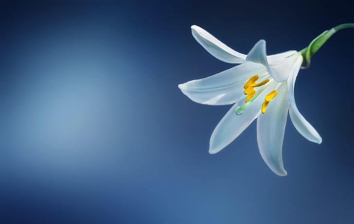 white lily closeup photo