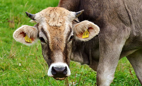 Royalty-Free photo: White and brown dairy cattle photo | PickPik