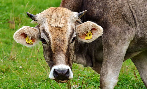 brown cow on grass