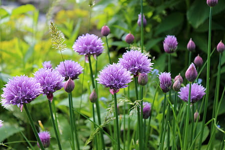 photo pf purple petaled flowers