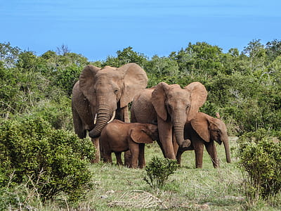 four brown elephants