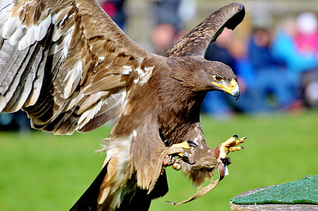 tilt shift lens photography of brown eagle during daytime