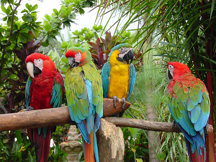 four multicolored parrots perched on brown wooden branch at daytime