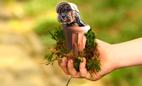 person holding brown plant pot