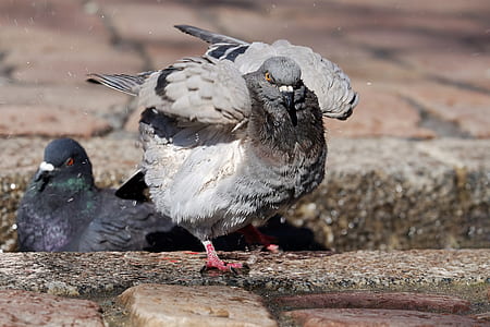 two gray doves on pavement