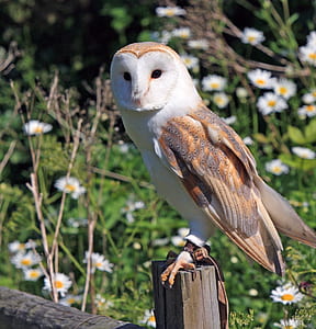 photo of brown and white owl perched on wood