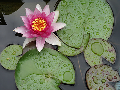 water lily on body of water