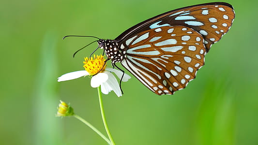 brown and white butterfly sucking on white petaled flower