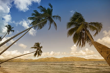 Coconut Trees in Sea Shore during Daytime