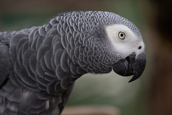 selective photography African grey parrot