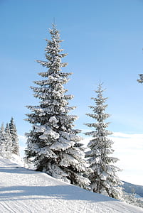 two trees covered by snow