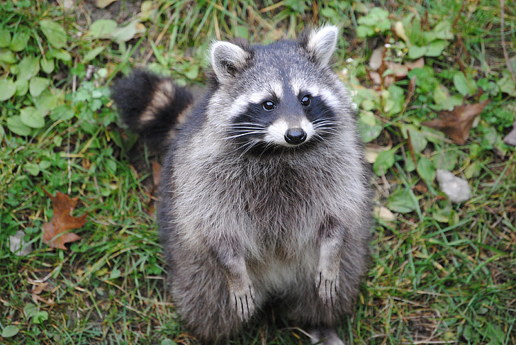 black and gray raccoon