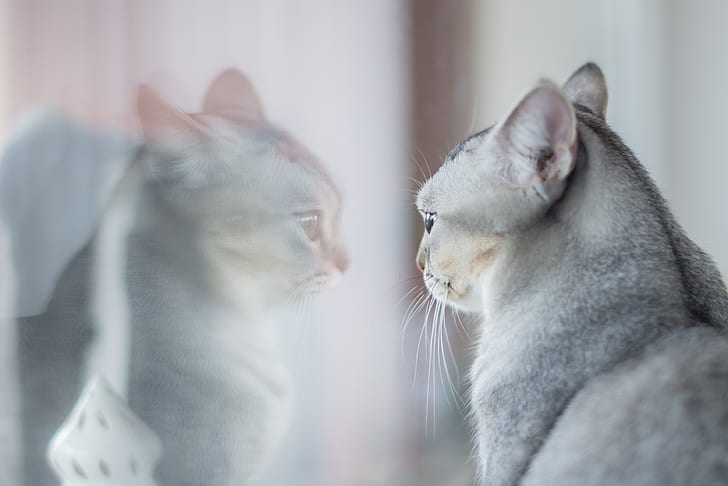 short-fur gray cat facing in the mirror