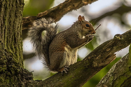 squirrel on top of tree branch during daytime