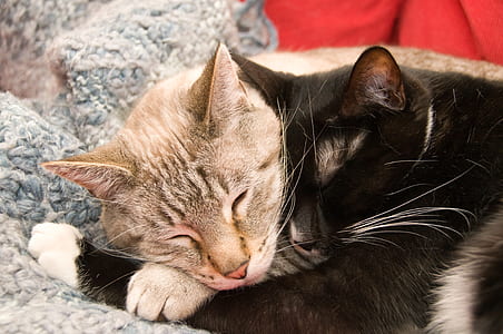 two black and gray cats lying on gray fur textile