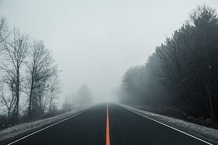 foggy empty road between trees