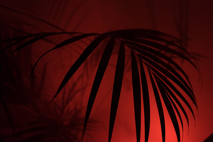 silhouette of palm leaves