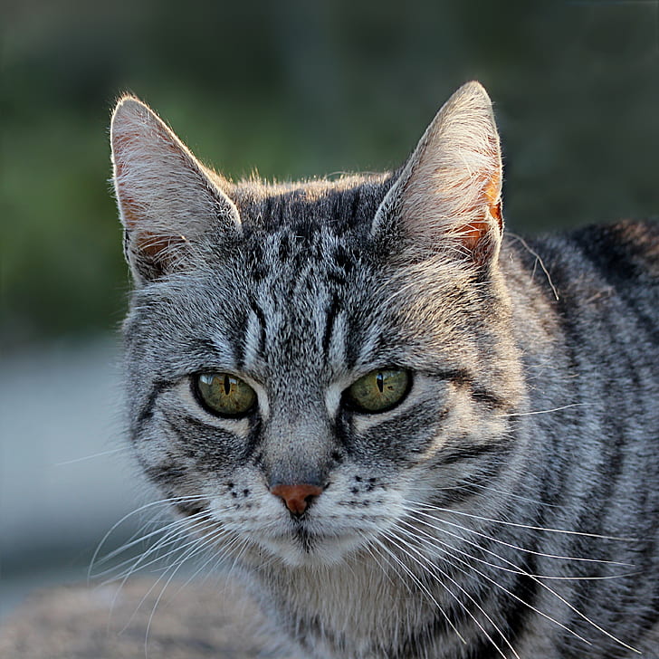 photo of silver tabby cat